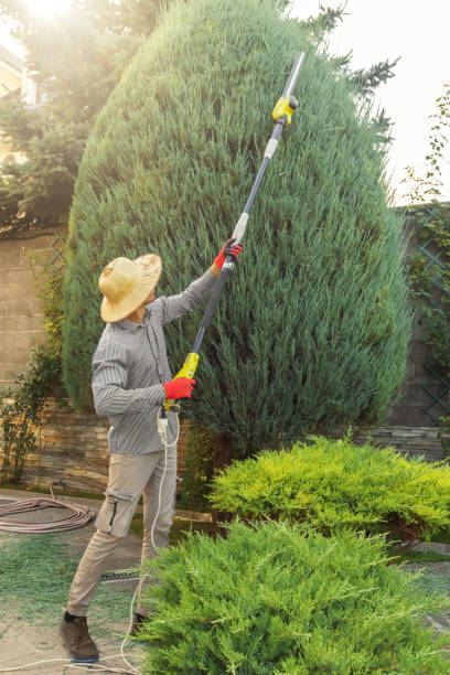 Best Arborist Consultation Services  in USA